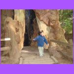 Walking Out of Tree.jpg